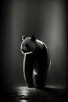 grande panda estudio silueta foto negro blanco Clásico retroiluminado retrato China contorno tatuaje