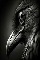 cuervo ojo macro cerca retrato estudio silueta foto negro blanco retroiluminado movimiento contorno tatuaje