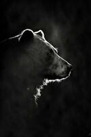 bear grizzly silhouette contour black white backlit motion contour tattoo professional photography photo