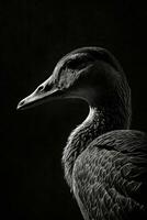 duck portrait face silhouette contour photography studio rim close backlit retro black white photo