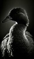 duck portrait face silhouette contour photography studio rim close backlit retro black white photo