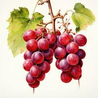 grape detailed watercolor painting fruit vegetable clipart botanical realistic illustration photo