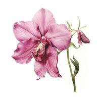 orchid detailed watercolor painting fruit vegetable clipart botanical realistic illustration photo