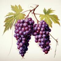 grape detailed watercolor painting fruit vegetable clipart botanical realistic illustration photo
