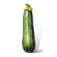 zucchini detailed watercolor painting fruit vegetable clipart botanical realistic illustration photo