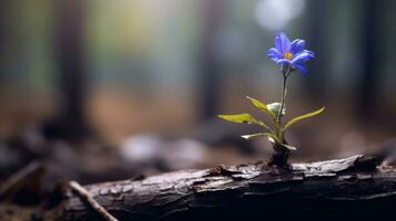 lonely blue flower forest peaceful landscape freedom scene beautiful nature wallpaper screen photo