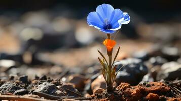 lonely blue flower forest peaceful landscape freedom scene beautiful nature wallpaper screen photo