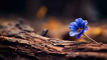 lonely blue flower forest peaceful landscape freedom scene beautiful nature wallpaper screen photo