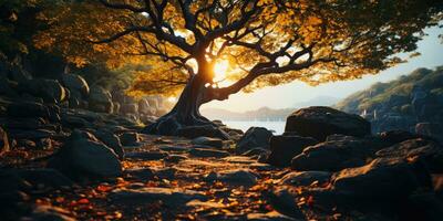 otoño naranja árbol que cae pacífico paisaje libertad escena hermosa naturaleza fondo de pantalla foto