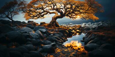 otoño naranja árbol que cae pacífico paisaje libertad escena hermosa naturaleza fondo de pantalla foto