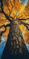 otoño naranja árbol que cae pacífico paisaje libertad escena hermosa naturaleza fondo de pantalla foto