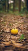 otoño naranja árbol que cae pacífico paisaje libertad escena hermosa naturaleza fondo de pantalla foto