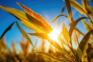 corn field sun rays peaceful landscape freedom scene beautiful nature wallpaper photo