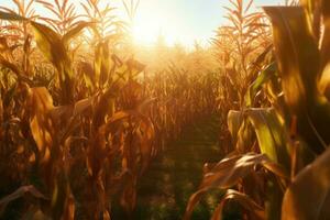 corn field sun rays peaceful landscape freedom scene beautiful nature wallpaper photo