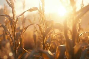 corn field sun rays peaceful landscape freedom scene beautiful nature wallpaper photo