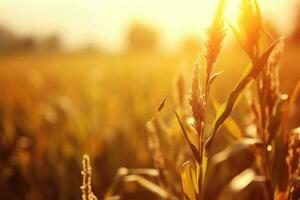 corn field sun rays peaceful landscape freedom scene beautiful nature wallpaper photo