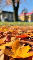 otoño naranja árbol que cae pacífico paisaje libertad escena hermosa naturaleza fondo de pantalla foto