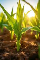 corn field sun rays peaceful landscape freedom scene beautiful nature wallpaper photo