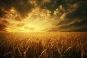 corn field sun rays peaceful landscape freedom scene beautiful nature wallpaper photo