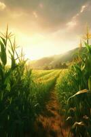 corn field sun rays peaceful landscape freedom scene beautiful nature wallpaper photo