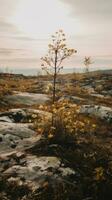 tree alone freedom tranquility grace landscape zen harmony rest calmness unity harmony photography photo