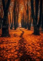 autumn leaves orange tranquility grace landscape zen harmony calmness unity harmony photography photo