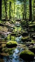 forest river silence tranquility grace landscape harmony rest calmness unity harmony photography photo