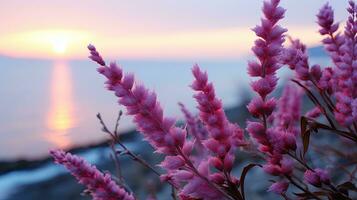 flowers focus sunset tranquility grace landscape zen harmony calmness unity harmony photography photo