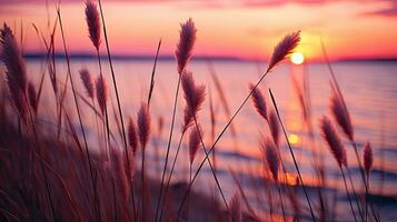 flowers focus sunset tranquility grace landscape zen harmony calmness unity harmony photography photo