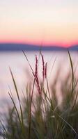 flowers focus sunset tranquility grace landscape zen harmony calmness unity harmony photography photo