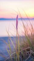 flowers focus sunset tranquility grace landscape zen harmony calmness unity harmony photography photo