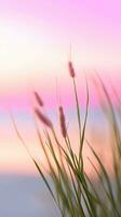 flowers focus sunset tranquility grace landscape zen harmony calmness unity harmony photography photo