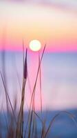 flowers focus sunset tranquility grace landscape zen harmony calmness unity harmony photography photo