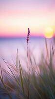 flowers focus sunset tranquility grace landscape zen harmony calmness unity harmony photography photo