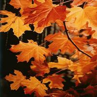 maple leaves gold tranquility grace landscape zen harmony rest calmness unity harmony photography photo