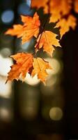 maple leaves gold tranquility grace landscape zen harmony rest calmness unity harmony photography photo