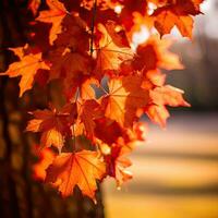 maple leaves gold tranquility grace landscape zen harmony rest calmness unity harmony photography photo