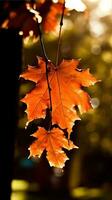 maple leaves gold tranquility grace landscape zen harmony rest calmness unity harmony photography photo