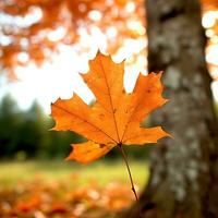 maple leaves gold tranquility grace landscape zen harmony rest calmness unity harmony photography photo