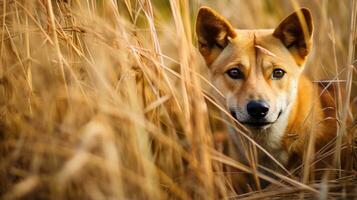 dingo dog leopard hidden predator photography grass national geographic style documentary wallpaper photo