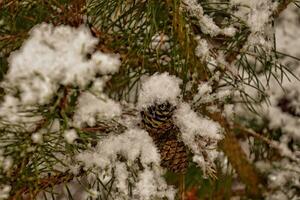 snow-covered twig of coniferous tree with shadows photo