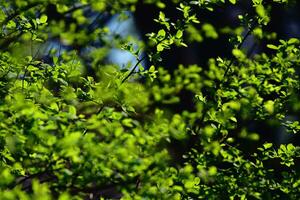 twig with young fresh spring green leaves on a warm sunny day photo