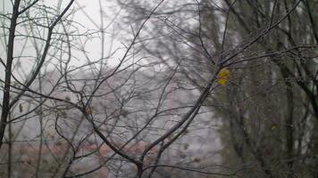 Late autumn scene with bare trees and falling snow video