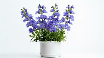 Photo of Delphinium flower in pot isolated on white background. Generative AI