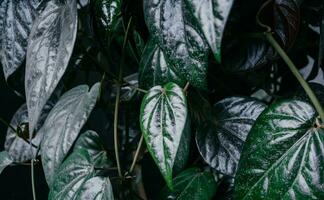 Surface close up of betel leaf texture. Leaves for lumbago medicine. photo