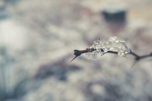 invierno hermosa planta saburral con congelado blanco nieve y hielo foto