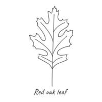 Red oak leaf outline. Vector illustration.