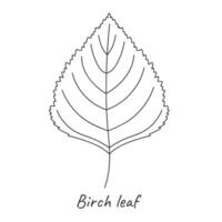 Birch leaf outline. Vector illustration.