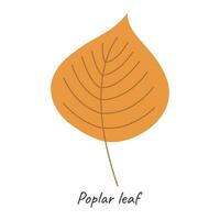 Autumn poplar leaf. Vector illustration.