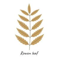 Rowan autumn leaf. Vector illustration.